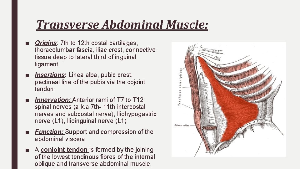 Transverse Abdominal Muscle: ■ Origins: 7 th to 12 th costal cartilages, thoracolumbar fascia,