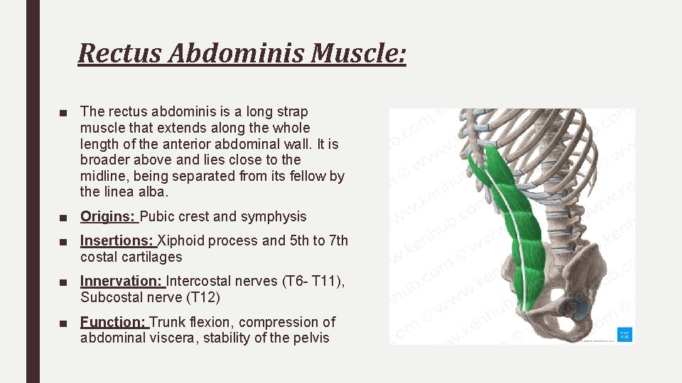 Rectus Abdominis Muscle: ■ The rectus abdominis is a long strap muscle that extends