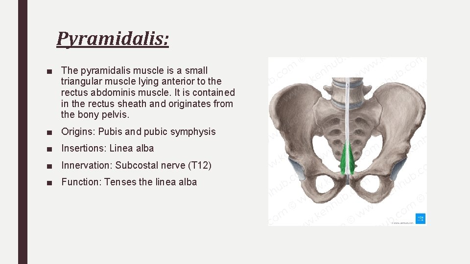 Pyramidalis: ■ The pyramidalis muscle is a small triangular muscle lying anterior to the