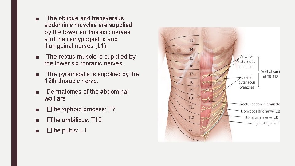 ■ The oblique and transversus abdominis muscles are supplied by the lower six thoracic