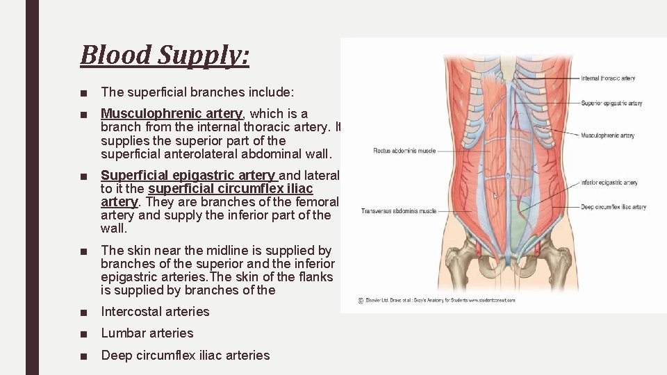 Blood Supply: ■ The superficial branches include: ■ Musculophrenic artery, which is a branch