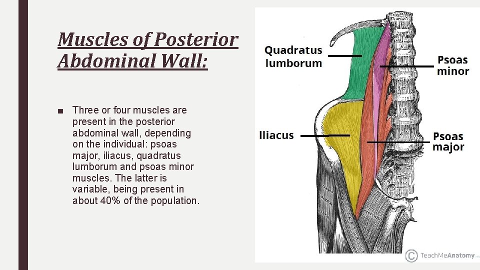 Muscles of Posterior Abdominal Wall: ■ Three or four muscles are present in the