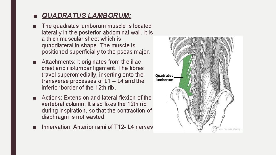 ■ QUADRATUS LAMBORUM: ■ The quadratus lumborum muscle is located laterally in the posterior