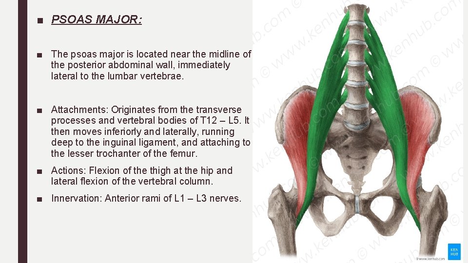 ■ PSOAS MAJOR: ■ The psoas major is located near the midline of the