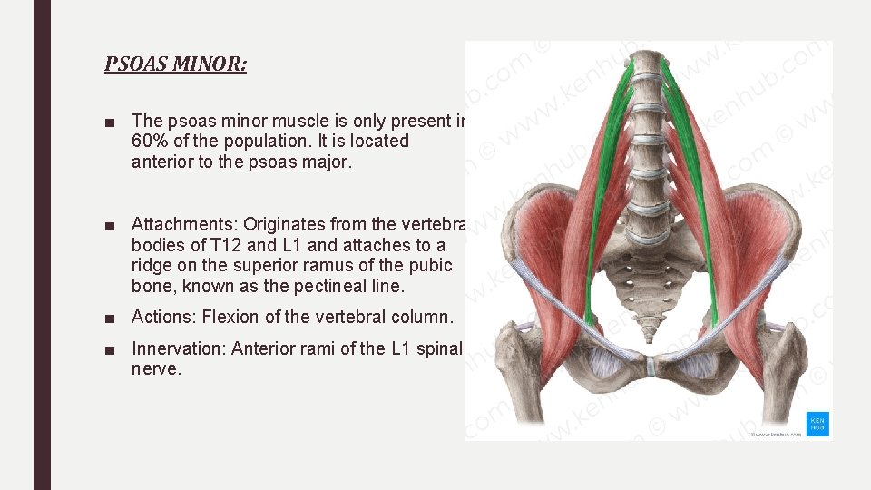 PSOAS MINOR: ■ The psoas minor muscle is only present in 60% of the