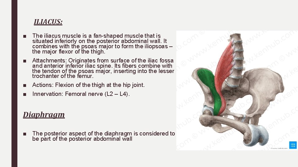 ILIACUS: ■ The iliacus muscle is a fan-shaped muscle that is situated inferiorly on