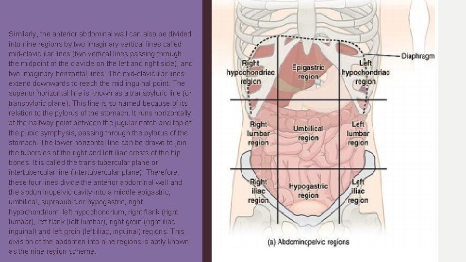 . Similarly, the anterior abdominal wall can also be divided into nine regions by