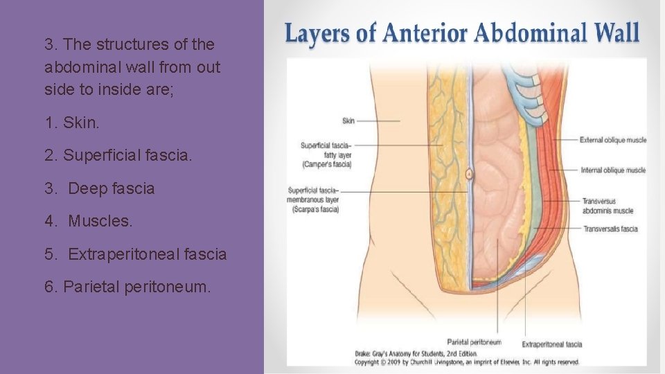 3. The structures of the abdominal wall from out side to inside are; 1.