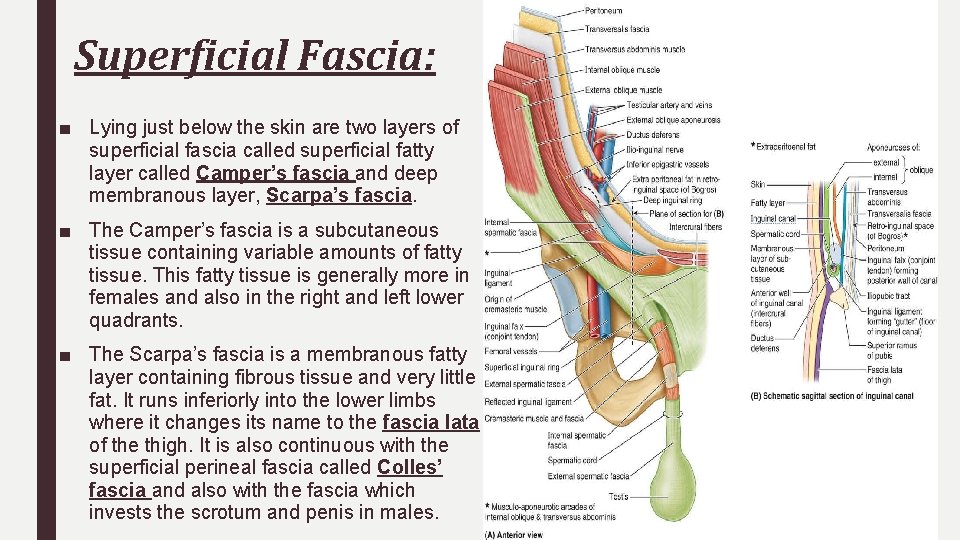 Superficial Fascia: ■ Lying just below the skin are two layers of superficial fascia