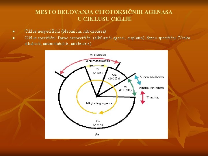 MESTO DELOVANJA CITOTOKSIČNIH AGENASA U CIKLUSU ĆELIJE n n Ciklus nespecifični (bleomicin, nitrozourea) Ciklus