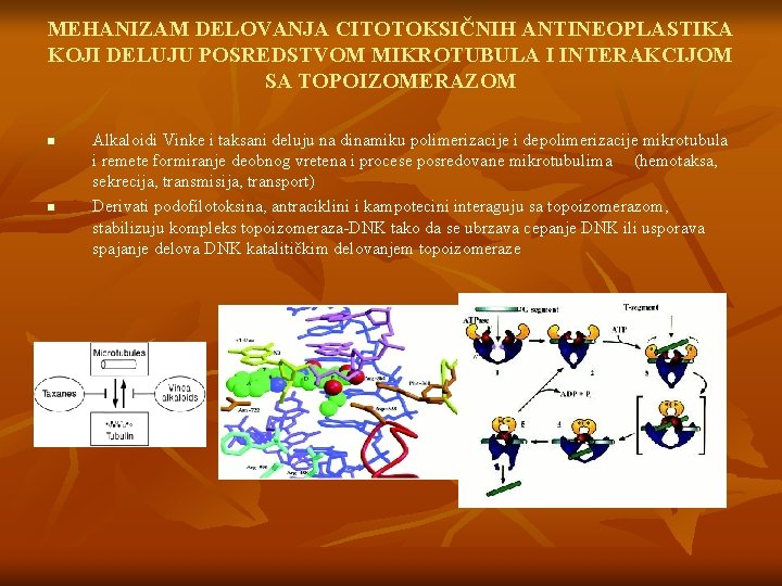 MEHANIZAM DELOVANJA CITOTOKSIČNIH ANTINEOPLASTIKA KOJI DELUJU POSREDSTVOM MIKROTUBULA I INTERAKCIJOM SA TOPOIZOMERAZOM n n