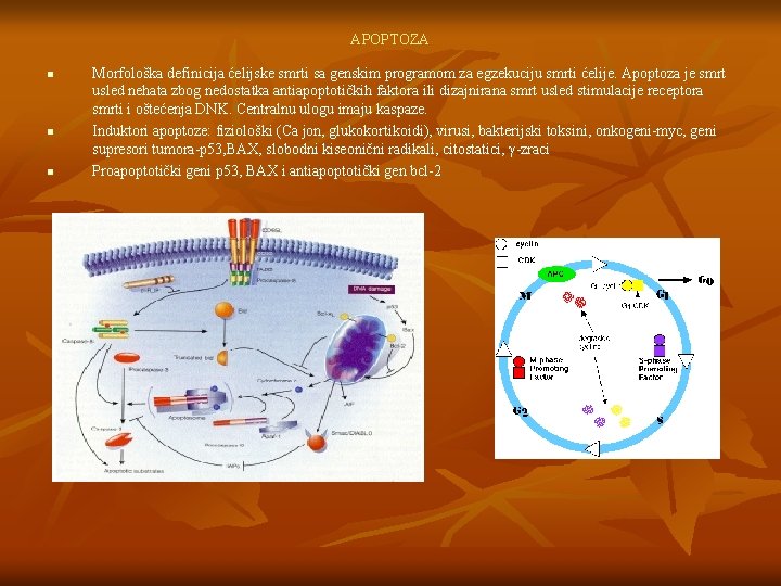 APOPTOZA n n n Morfološka definicija ćelijske smrti sa genskim programom za egzekuciju smrti