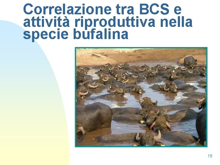Correlazione tra BCS e attività riproduttiva nella specie bufalina 18 