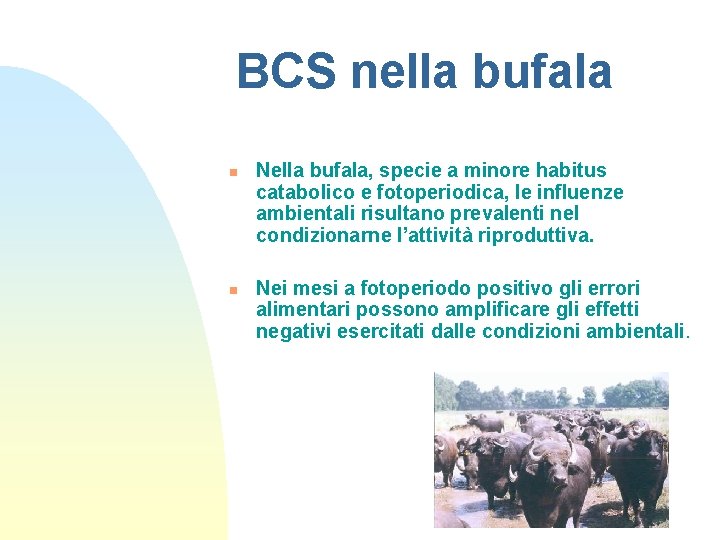 BCS nella bufala n n Nella bufala, specie a minore habitus catabolico e fotoperiodica,