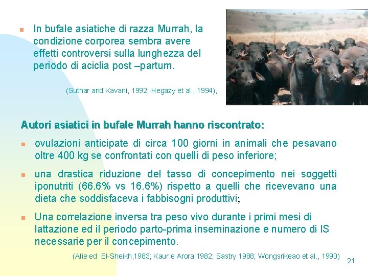 n In bufale asiatiche di razza Murrah, la condizione corporea sembra avere effetti controversi