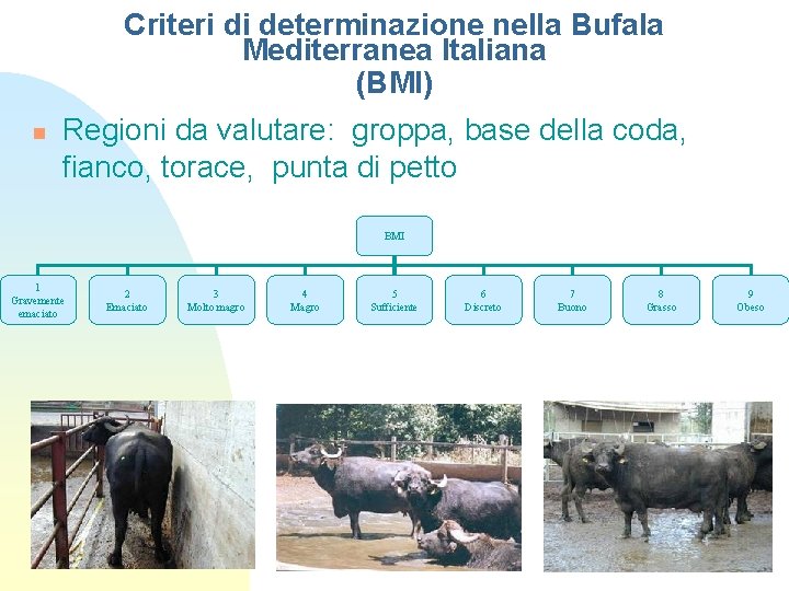 Criteri di determinazione nella Bufala Mediterranea Italiana (BMI) n Regioni da valutare: groppa, base