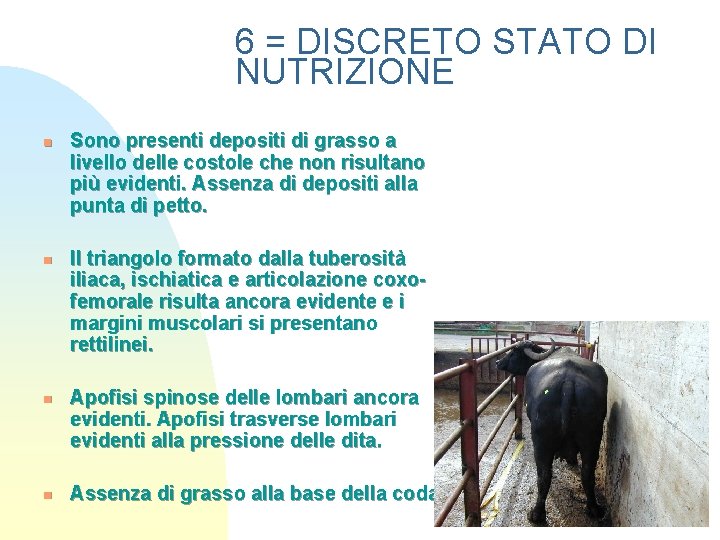 6 = DISCRETO STATO DI NUTRIZIONE n n Sono presenti depositi di grasso a