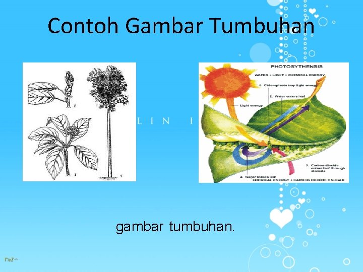 Contoh Gambar Tumbuhan gambar tumbuhan. 