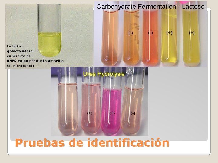 Pruebas de identificación 