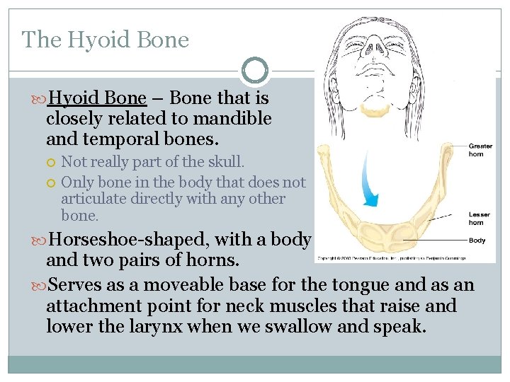 The Hyoid Bone – Bone that is closely related to mandible and temporal bones.