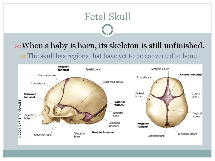 Fetal Skull When a baby is born, its skeleton is still unfinished. The skull