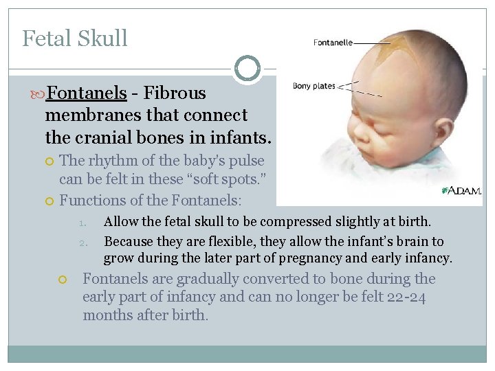 Fetal Skull Fontanels - Fibrous membranes that connect the cranial bones in infants. The