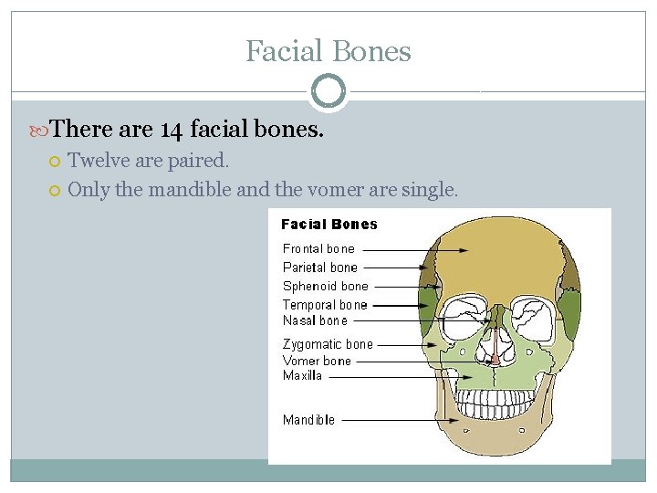 Facial Bones There are 14 facial bones. Twelve are paired. Only the mandible and