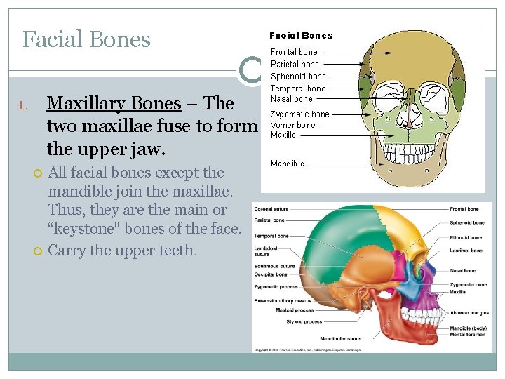 Facial Bones Maxillary Bones – The two maxillae fuse to form the upper jaw.