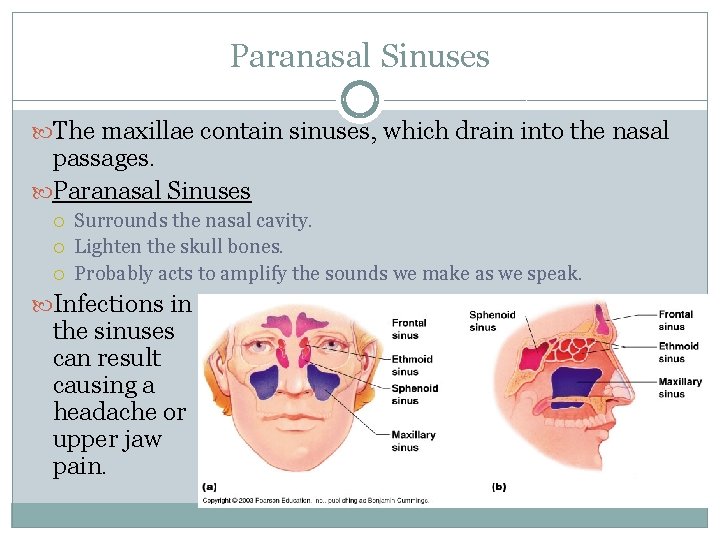 Paranasal Sinuses The maxillae contain sinuses, which drain into the nasal passages. Paranasal Sinuses