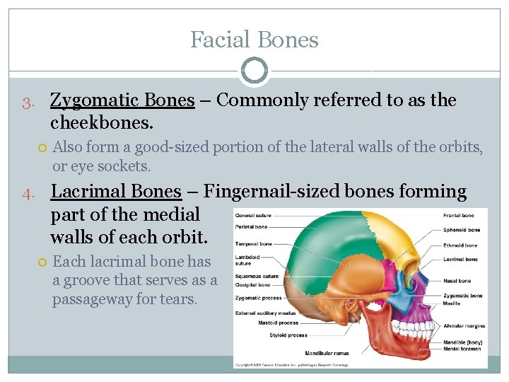 Facial Bones 3. Zygomatic Bones – Commonly referred to as the cheekbones. Also form
