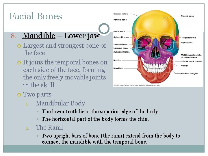 Facial Bones 8. Mandible – Lower jaw Largest and strongest bone of the face.