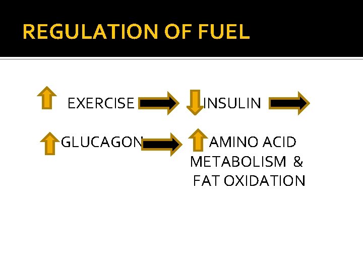 REGULATION OF FUEL EXERCISE GLUCAGON INSULIN AMINO ACID METABOLISM & FAT OXIDATION 