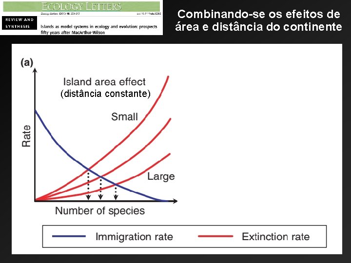 Combinando-se os efeitos de área e distância do continente (distância constante) (área constante) 