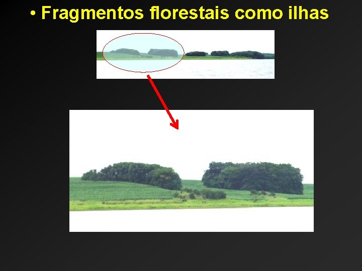  • Fragmentos florestais como ilhas 