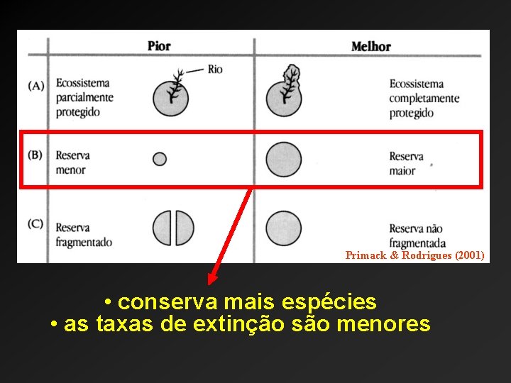 Primack & Rodrigues (2001) • conserva mais espécies • as taxas de extinção são