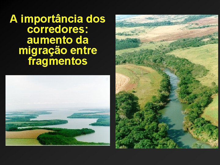 A importância dos corredores: aumento da migração entre fragmentos 