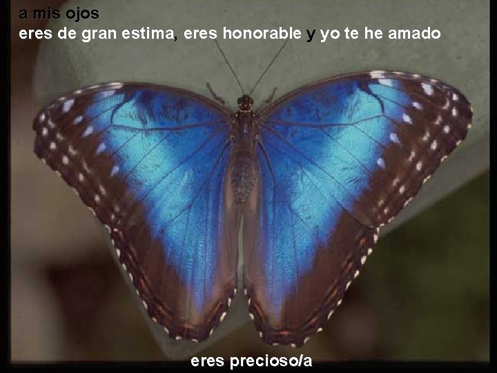 a mis ojos eres de gran estima, eres honorable y yo te he amado