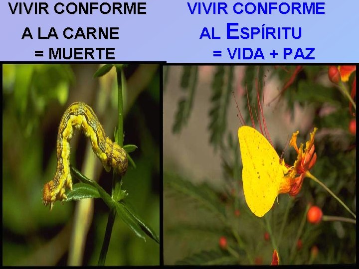 VIVIR CONFORME A LA CARNE = MUERTE VIVIR CONFORME AL ESPÍRITU = VIDA +