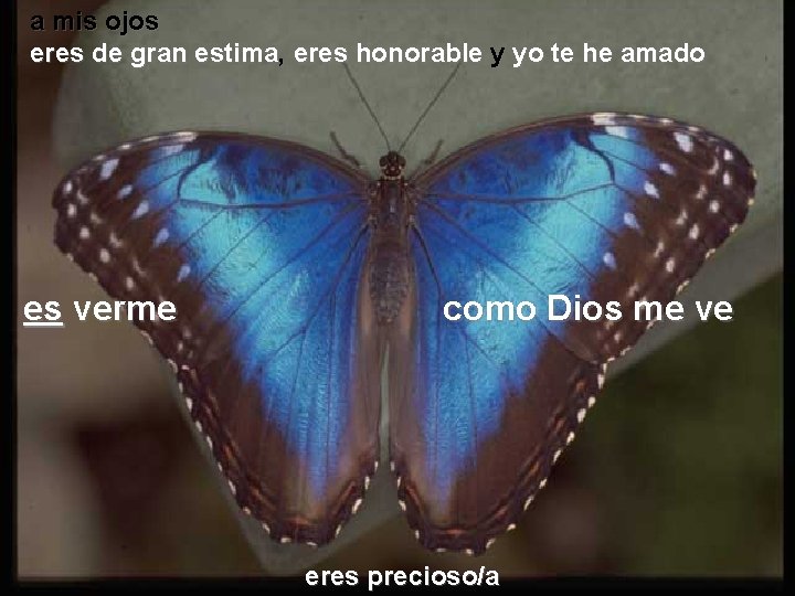 a mis ojos eres de gran estima, eres honorable y yo te he amado