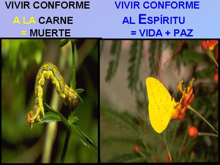 VIVIR CONFORME A LA CARNE = MUERTE VIVIR CONFORME AL ESPÍRITU = VIDA +