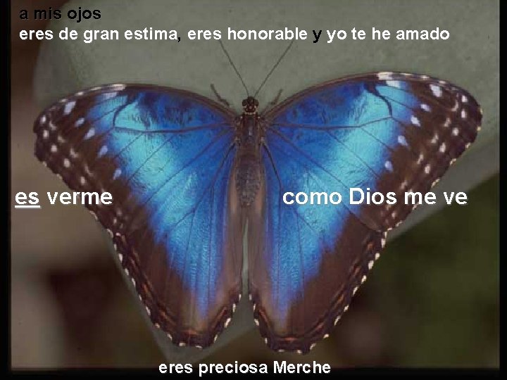 a mis ojos eres de gran estima, eres honorable y yo te he amado
