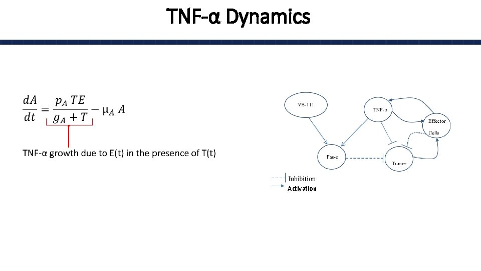 TNF-α Dynamics • Activation 