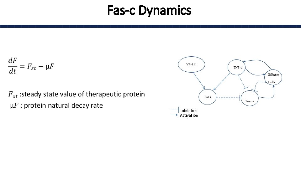 Fas-c Dynamics • Activation 