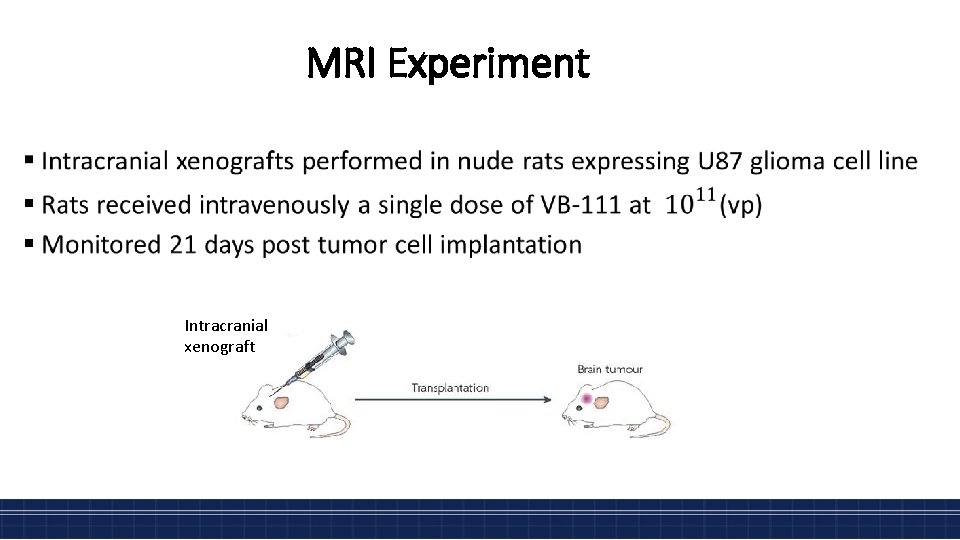 MRI Experiment • Intracranial xenograft 