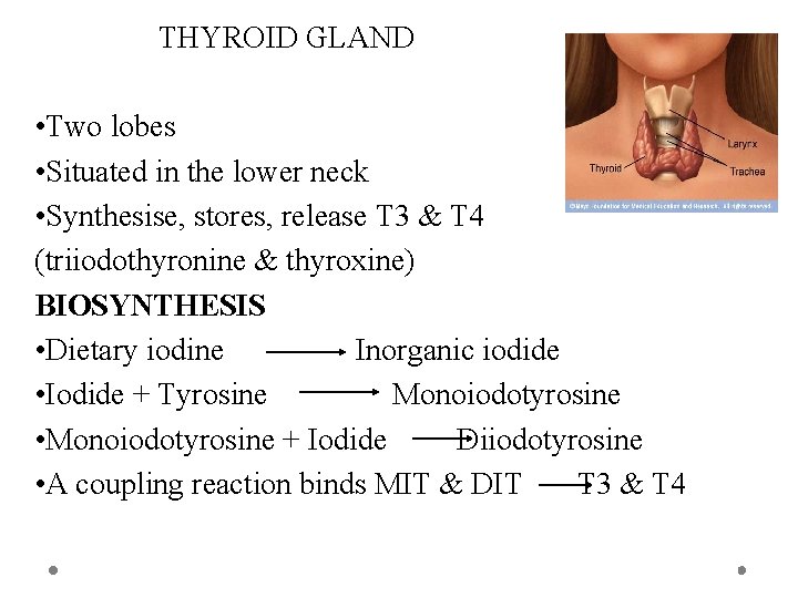 THYROID GLAND • Two lobes • Situated in the lower neck • Synthesise, stores,