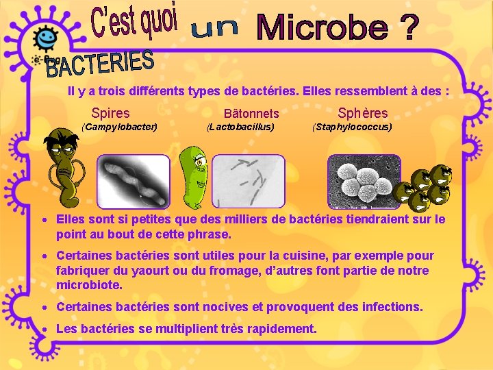 Il y a trois différents types de bactéries. Elles ressemblent à des : Spires