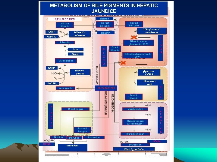 METABOLISM OF BILE PIGMENTS IN HEPATIC JAUNDICE CELLS OF RES albumin Indirect bilirubin NADP+