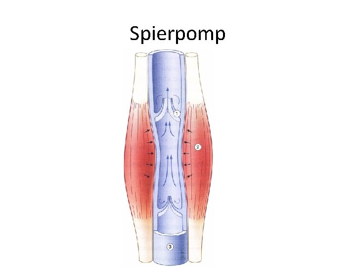 Spierpomp 