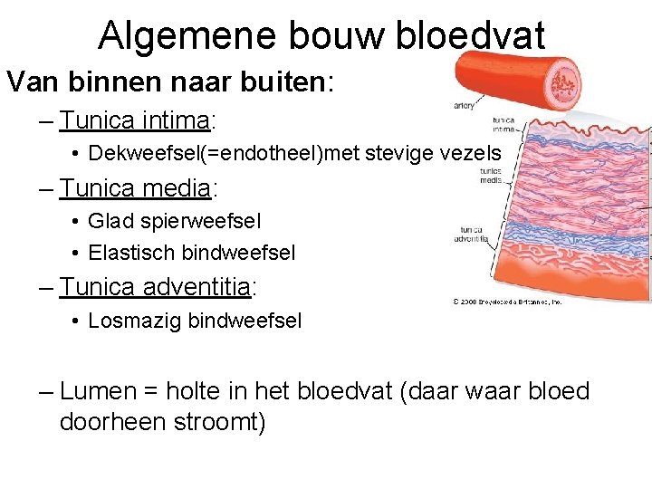 Algemene bouw bloedvat Van binnen naar buiten: – Tunica intima: • Dekweefsel(=endotheel)met stevige vezels