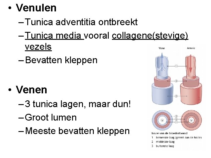  • Venulen – Tunica adventitia ontbreekt – Tunica media vooral collagene(stevige) vezels –